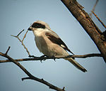 Lesser Grey Shrike av Daniel Bastaja.jpg