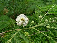 Leucaena leucocephala