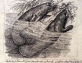 Heinrich Leutemann: Manatees. Bleistiftzeichnung, ca. 1874; 18×24 cm