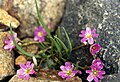 Lewisia pygmaea.jpg