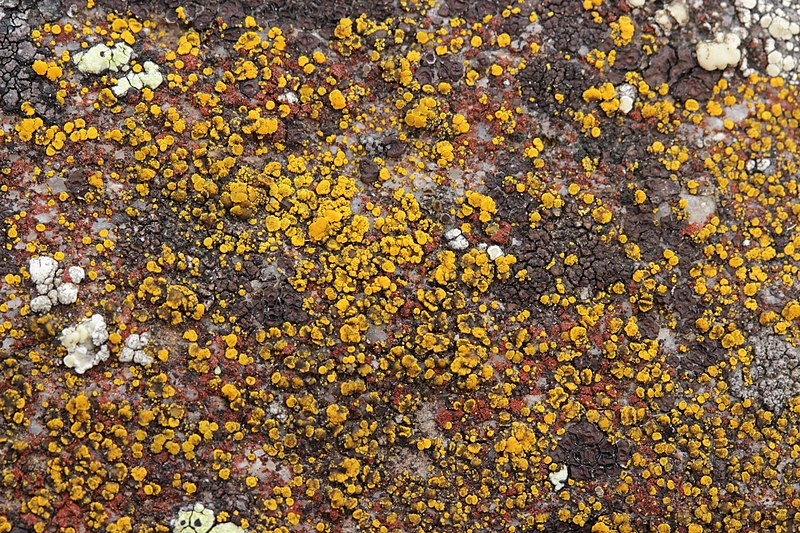 File:Lichen (30656808258).jpg