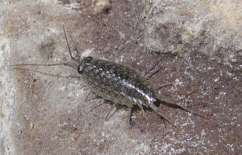 File:Ligia sp. 00.png