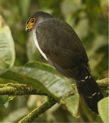 Gefütterter Wald Falcon.jpg