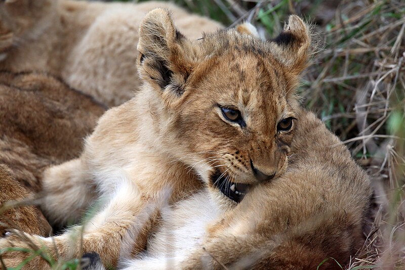 File:Lion cubs (51715819974).jpg