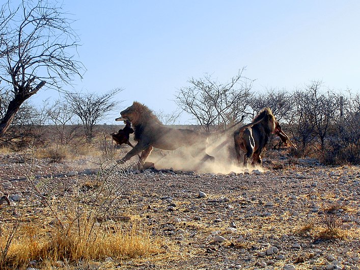 Lions Etosha NP Fight for Prey ArM.jpg