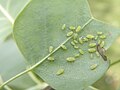 Liriodendron tulipifera