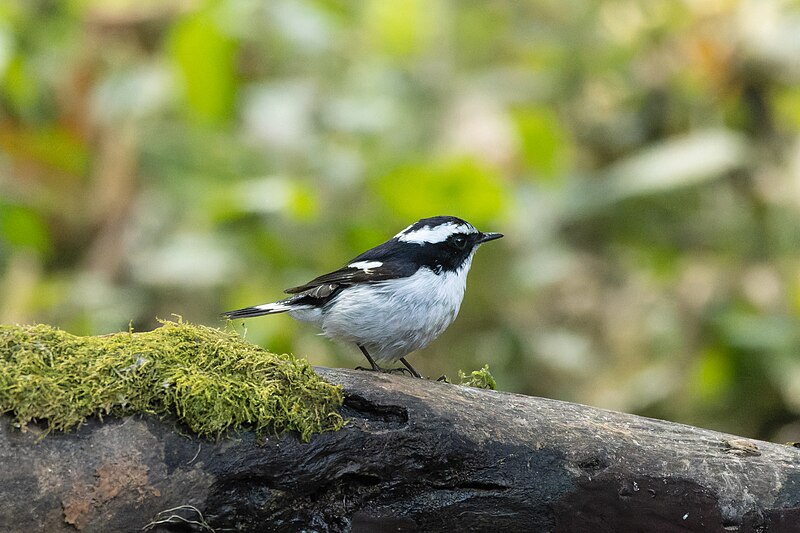 File:Little Pied Flycatcher 02.jpg