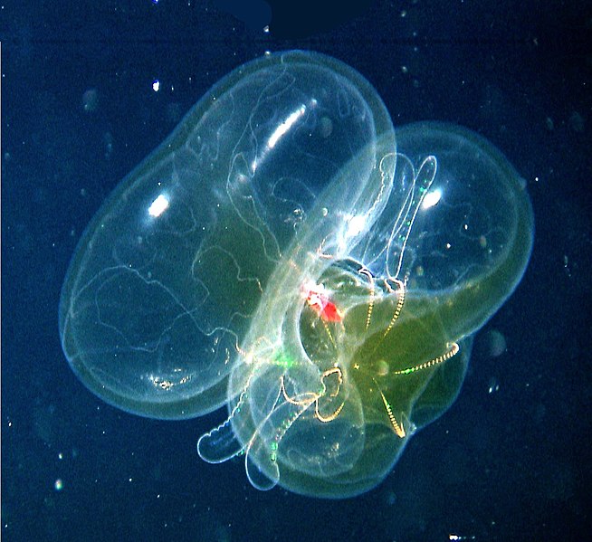 File:Lobate ctenophore.jpg