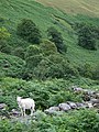 Lonely Sheep on Ty Unnos Ruin, Cwm Doethie, Ceredigion - geograph.org.uk - 511312.jpg