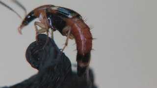 <i>Lordithon lunulatus</i> Species of beetle