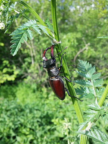 File:Lucanus cervus sl2.jpg