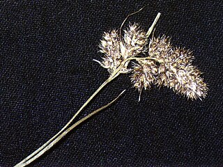 <i>Luzula spicata</i> Species of flowering plant in the rush family Juncaceae