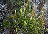 Lycopodium thyoides 1.jpg