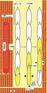 リンパ系: 簡易解説：リンパ系, 構成, リンパ液の生成