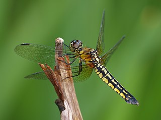 Fortune Salaire Mensuel de Lyriothemis Combien gagne t il d argent ? 1 000,00 euros mensuels