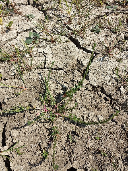 File:Lythrum hyssopifolia sl7.jpg