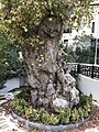 Asırlık çınar ağacı