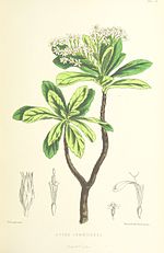 Vignette pour Commidendrum spurium