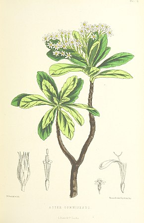 Beskrivelse av bildet MELLISS (1875) p383 - PLATE 38 - Aster Gummiferus.jpg.