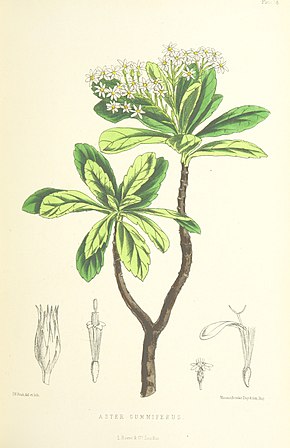 Beschreibung des Bildes MELLISS (1875) p383 - PLATTE 38 - Aster Gummiferus.jpg.