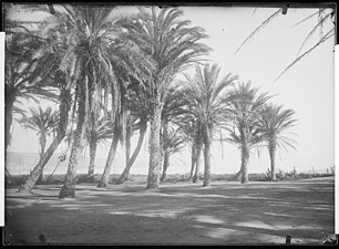 Les palmiers d'Alger, Algérie, 1881.