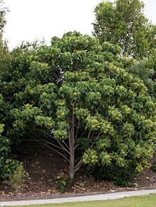 Macaranga tanarius Tree 1.jpg