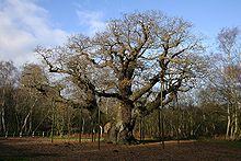 The Major Oak in December 2006 Major Oak in Sherwood Forest in 2006.jpg