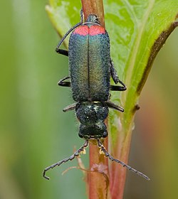 Malachius bipustulatus