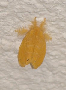 Maldiv orollari 09748.JPG