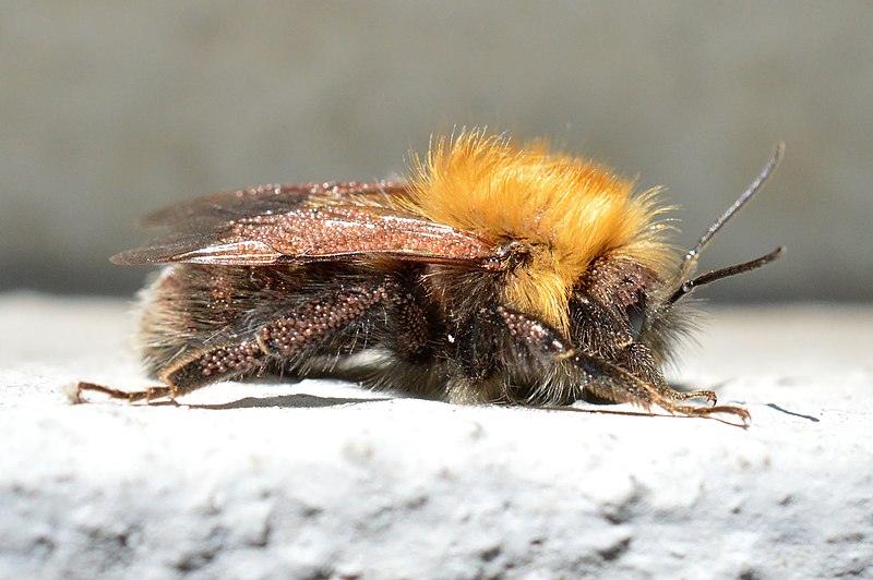 File:Male Bombus hypnorum male with phoretic mites, Botevgrad, Bulgaria 01.jpg
