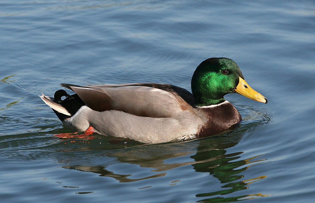 1024px-Male_mallard3.jpg