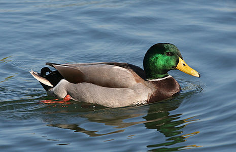 Erkek bir yeşilbaş (Anas platyrhynchos). Ördekgiller familyasından bir yüzücü ördek türü olan yeşilbaş, 56–65 cm boyundadır. Kanat açıklığı 81–98 cm, ağırlığı ise 908 - 1589 gramdır.(Üreten:Calibas)