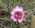 Miniatura para Lavatera acerifolia