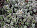 Mammillaria vetula, syn. Mammillaria gracilis var. pulchella, Mamilaria, 2019-04-28