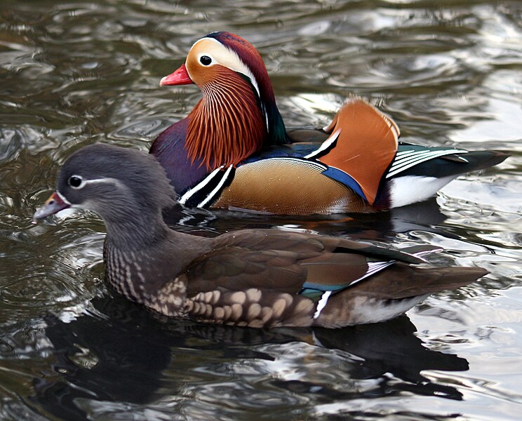 File:Mandarin Ducks.jpg