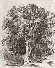 Mango Tree by Moonlight - ½ past 6. Tijuca 7th April 1854