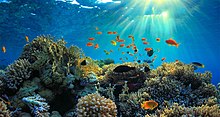 Marine protected areas are one area of legislation that helps marine ecosystems to thrive. Marine sanctuary.jpg