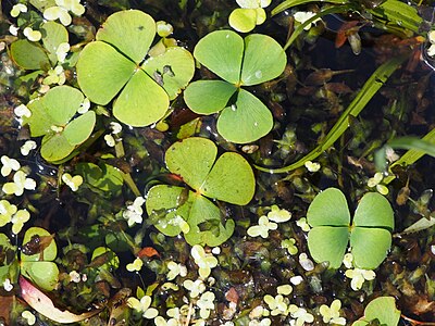 [Chroniony] Marsilea quadrifolia, Marsylia czterolistna, 2023-06-25