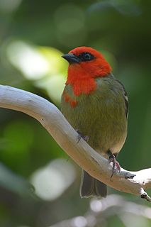 Mauritius fody Species of bird