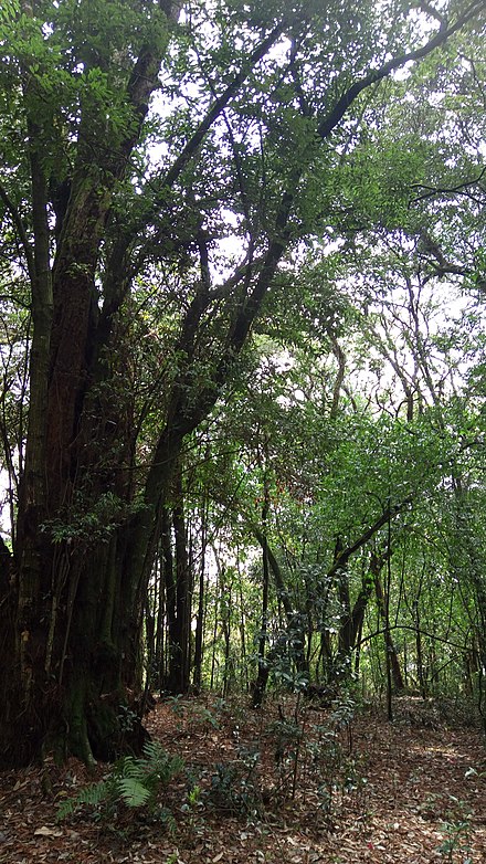 Sacred grove in Mawphlang, India.