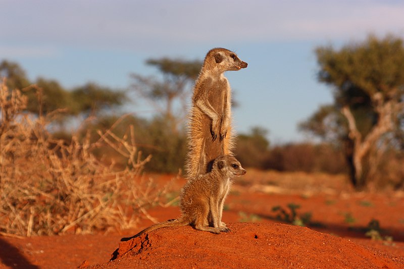 File:Meerkat and pup.jpg