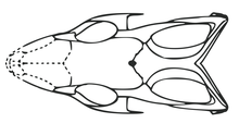 Restoration of the skull in dorsal view Megachirella dorsal.png