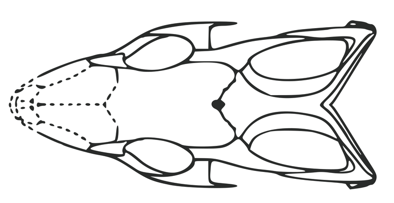 File:Megachirella dorsal.png