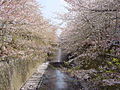 Цветущая сакура вдоль реки Мэгуро