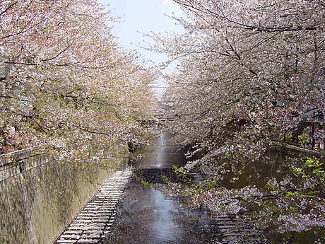 Rio Meguro