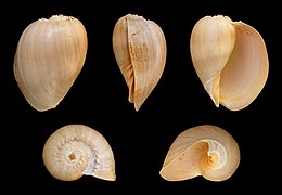 Melo aethiopica (Crowned Baler), Shell