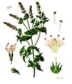 Mentha spicata L. var. crispata Schrad.