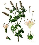 Mentha spicata — Мята колосистая