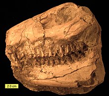 Merycoidodon from the Oligocene of Nebraska Merycoidodon Skull Oligocene Left Side.jpg