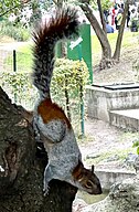 Mexican Gray Squirrel - Sciurus Aureogaster